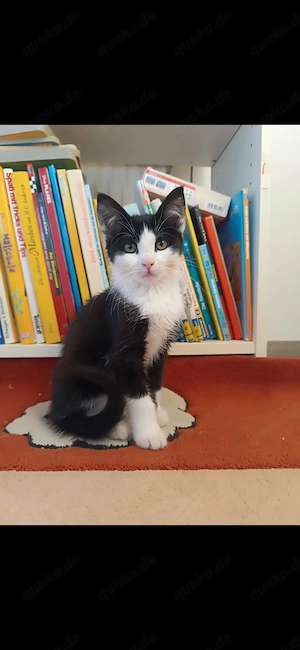 Ein katerchen Kater Kitten Katzenbabys sucht ab sofort neue Zuhause.
