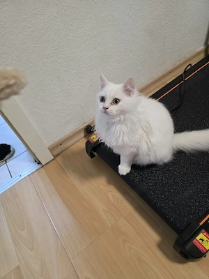    Wunderschöner weißer Kater, 4 Monate alt   