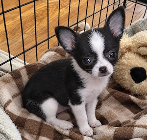 Süße Chihuahua-Hündin sucht dringend ein liebevolles Zuhause