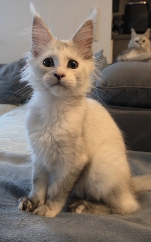 Maine Coon Kitten black silver tortie chinchilla 