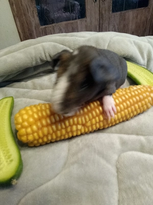 Skinny Pig Meerschweinchen