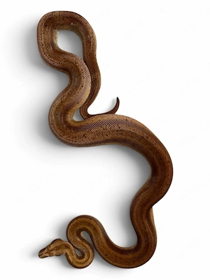 Boa constrictor imperator Hypo Motley het Leopard