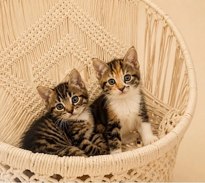 2 kitten geschwister abzugeben 