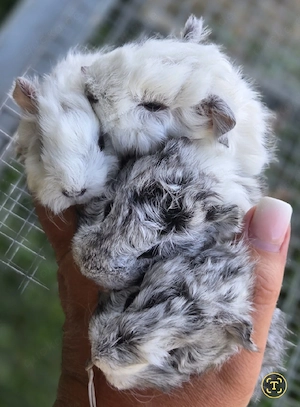 Meerschweinchen 