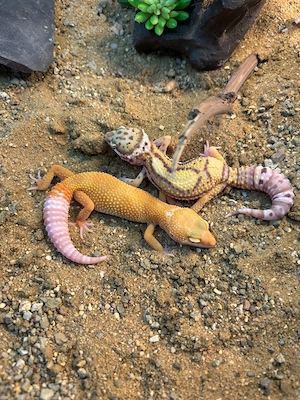 Weibliche Leopardgeckos zur Abgabe