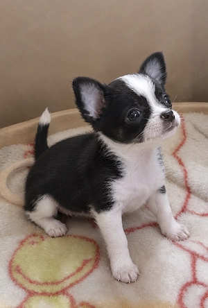 Liebevolles Chihuahua-Mädchen sucht dringend eine Familie zum Liebhaben**