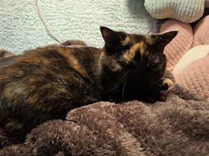 Exotic Shorthair Katzen zu verkaufen 
