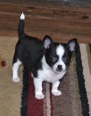 Zuckersüße Chihuahua-Hündin sucht dringend ihr Für-immer-Zuhause**