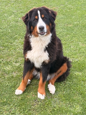 Berner Sennenhündin abzugeben 