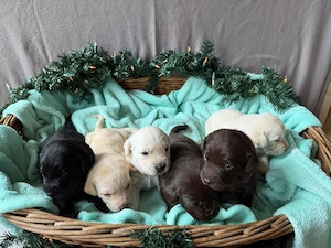  Sechs süße Labradorwelpen suchen ein liebevolles Zuhause!