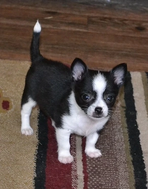 Süße Chihuahua-Hündin sucht dringend ein liebevolles Zuhause
