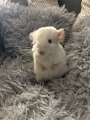 Baby Chinchillas in Hildesheim - Kleintiere - kostenlose Kleinanzeigen