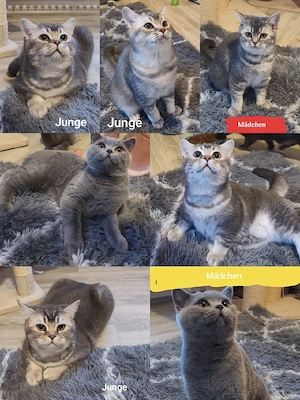 BKH Kitten 