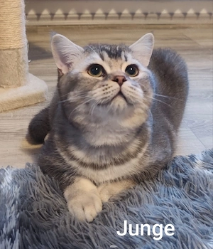 BKH Kitten mit Stammbaum 