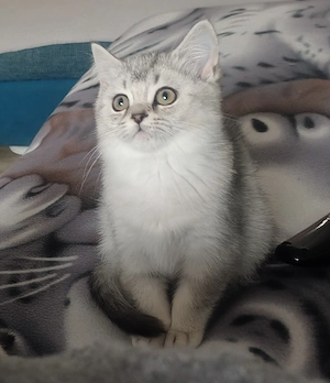 BKH Kitten mit Stammbaum 