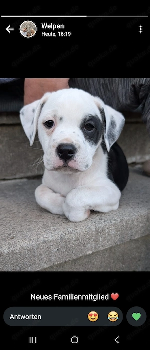 Old English Bulldog Mix Welpen