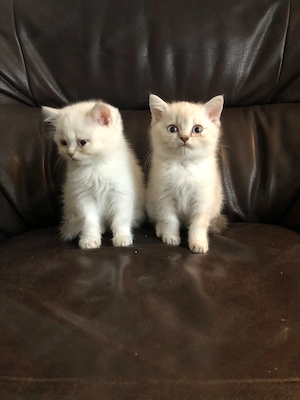 Zwei Baby katzen Britisch Kurzhaar