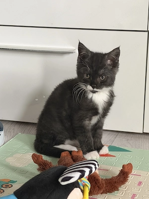 Maine coon mischlingskater 