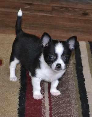 Liebevolles Chihuahua-Mädchen sucht dringend eine Familie zum Liebhaben**
