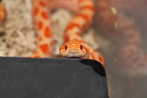 Heterodon Nasicus ( Solar Storm Projekt )