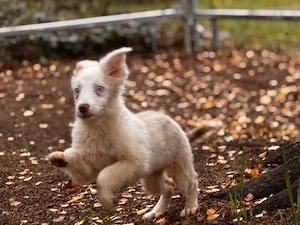 Australien Shepherd Mini Hündin 