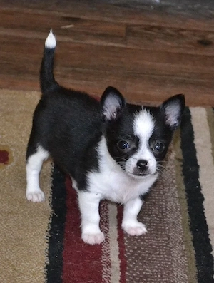 Zuckersüße Chihuahua-Hündin sucht dringend ihr Für-immer-Zuhause**