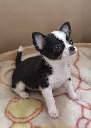 Zuckersüße Chihuahua-Hündin sucht dringend ihr Für-immer-Zuhause**