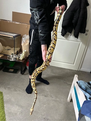 Königs Python 