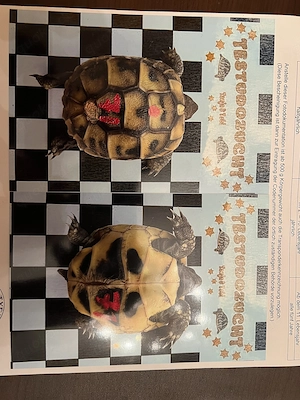 Griechische Landschildkröten - Nachzuchten verschiedene Größen 
