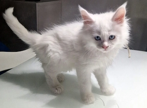 Maine Coon Kitten Kater