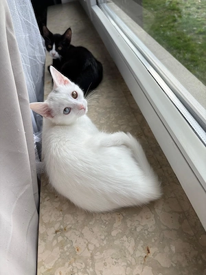 Katzen abzugeben 