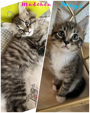 noch 2 süße maine coon japanese bobtail mix babys suchen eine familie 
