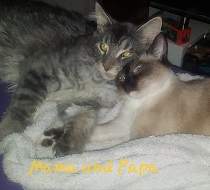 6 wunderschöne Maine Coon  Ragdoll Kitten 