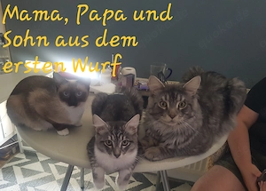 6 wunderschöne Maine Coon  Ragdoll Kitten 