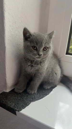 BKH Kitte 
