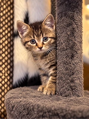 BKH mix kitte