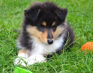 Zauberhafte Colliewelpen 