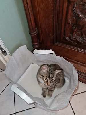 Katzenbabys 