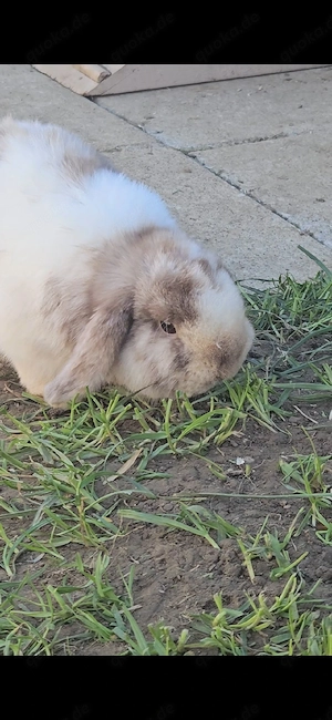 Zwei Kaninchen Damen suchen ein Zuhause 