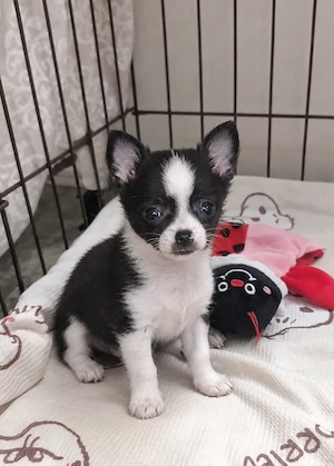 Süßes Chihuahua-Mädchen sucht dringend ein Zuhause voller Liebe**