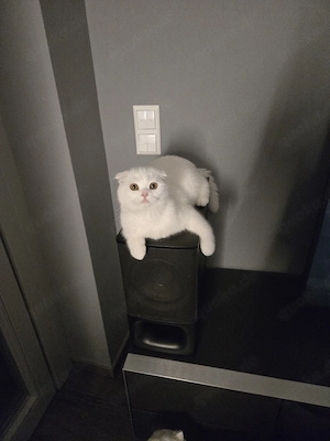 Britische Katze