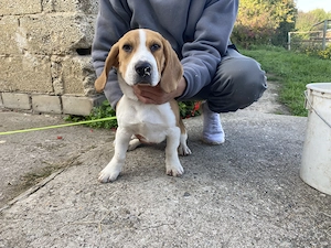 Ein Lieber Tricolor Beagle Welpe sucht noch ein Zuhause 