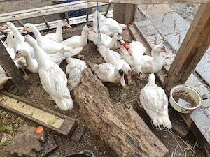 Junge warz Ententen