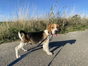 Ein Lieber Tricolor Beagle Welpe sucht noch ein Zuhause 