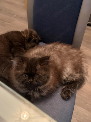 Zuckersüße, reinrassige Briten-Kitten (BLH & BKH) suchen ein neues Zuhause!