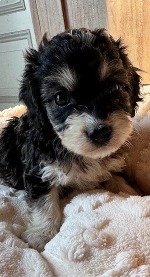 Cavapoo   Cockapoo  Bild 5