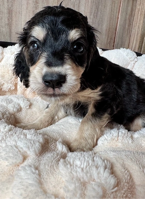 Cavapoo   Cockapoo  Bild 4