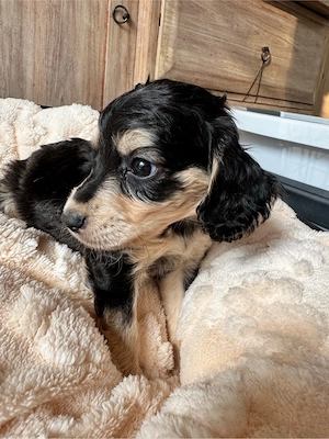 Cavapoo   Cockapoo  Bild 3