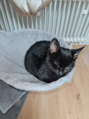 Katzenbabys 