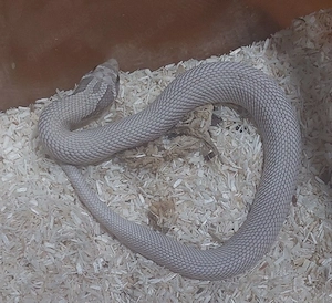 0.1 Ghost Superconda 100% het Caramel, Evans Linie
